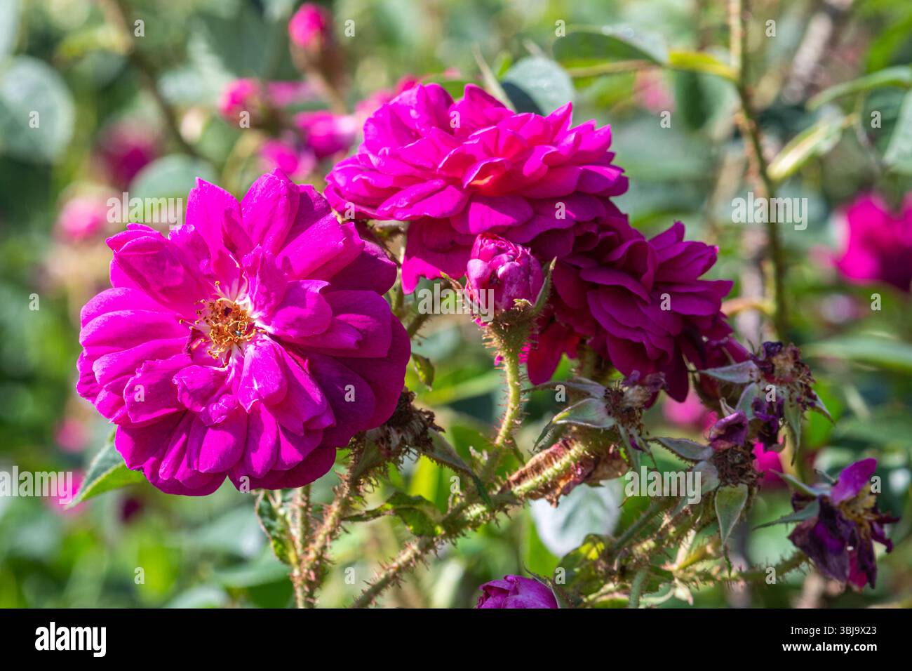 Rosa „Henri Martin“, Henri Martin Rose, eine alte Rose mit großen offenen Sprays violetter Magenta-Blüten, blüht im Juni, England, Großbritannien Stockfoto