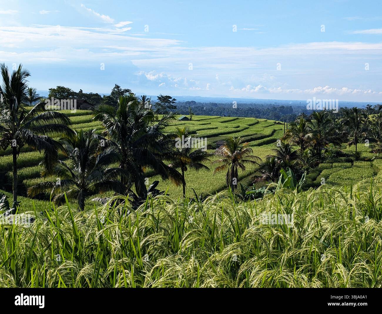 Jatiluwih Reisterrassen, Jatiluwih ist ein UNESCO-Weltkulturerbe in Bali, Indonesien Stockfoto