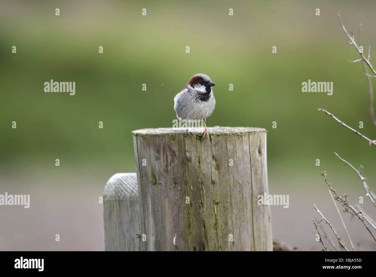 Porträt eines männlichen Haussperlings (Passer domesticus), der auf einem Holzpfosten steht, mit dem Kopf nach rechts gerichtet, vor einem weichen grünen Hintergrund Stockfoto