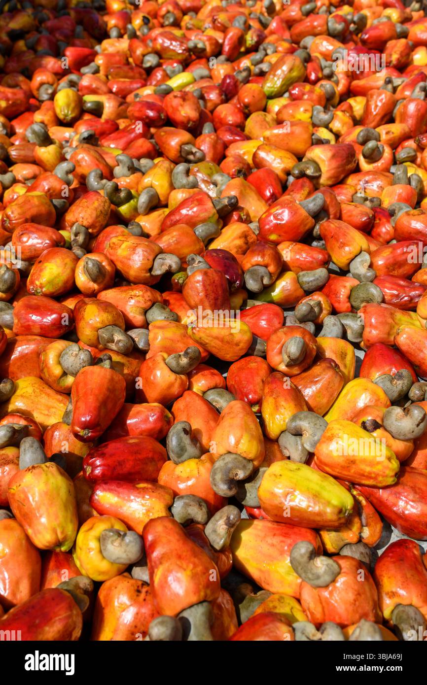 Frische Cashewfrüchte mit Nüssen aus Brasilien Stockfoto