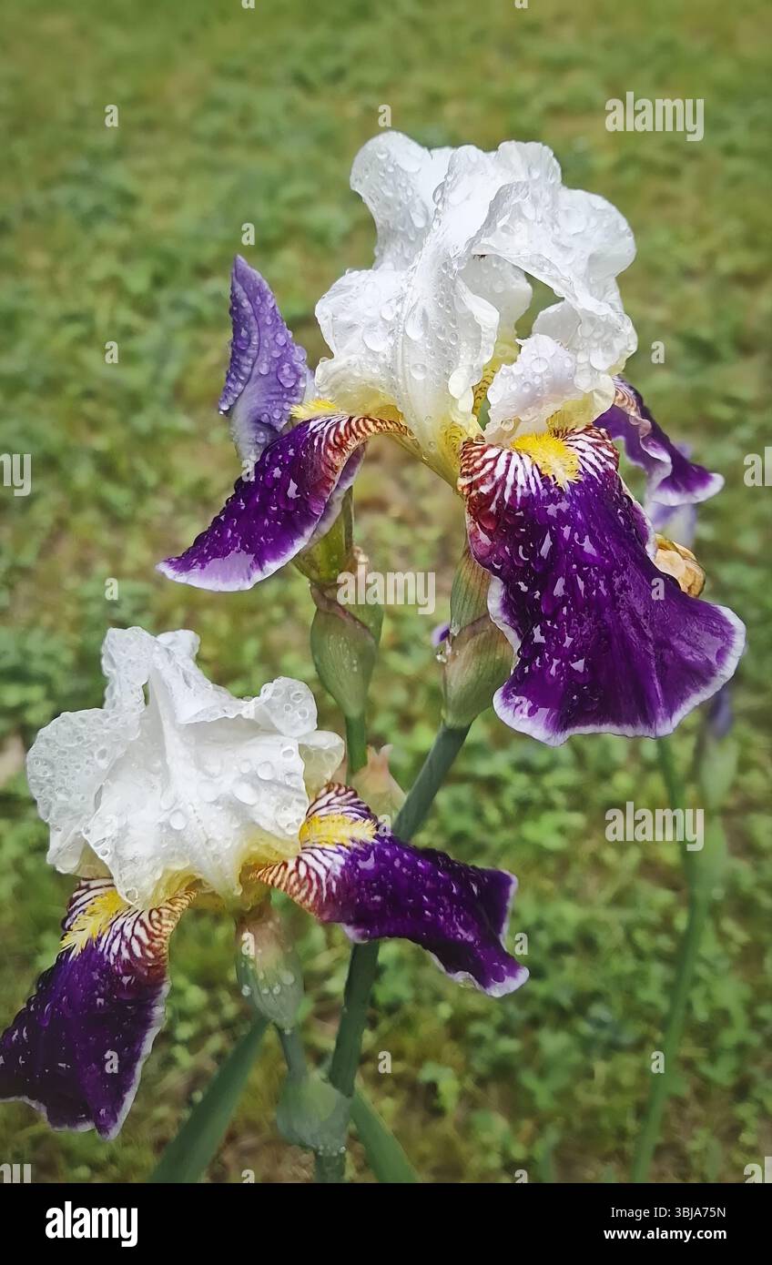 Wunderschöne Irisblumen mit Wassertropfen auf Blütenblättern nach Regen. Leuchtende lila Farben mit komplexen gelben und weißen Blüten Stockfoto