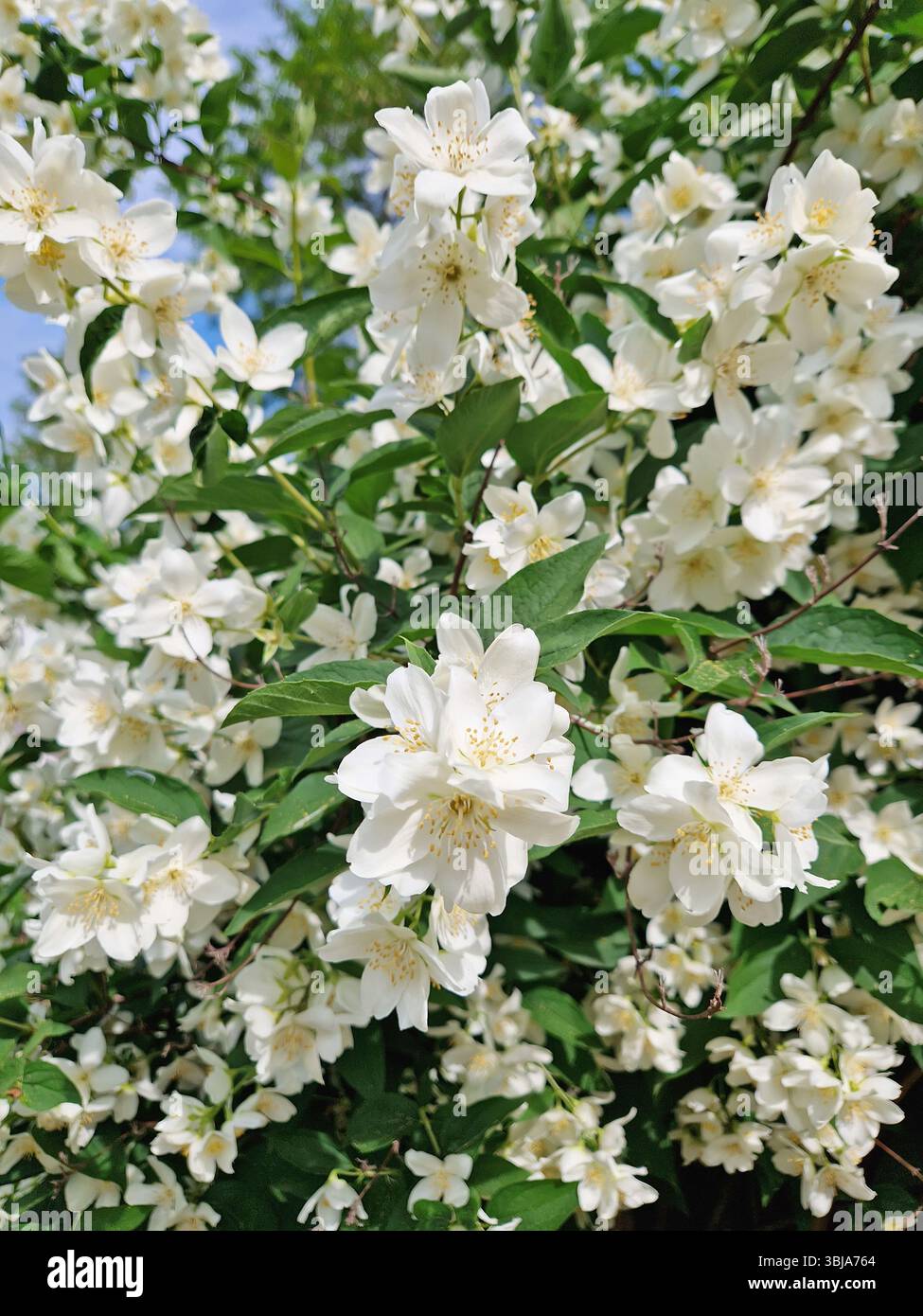Dichte Ansammlung von Mock Orange-Blüten, zarte weiße Blüten mit duftenden hellgelben Staubblättern. Üppig grüne Blätter sind zwischen den Profus durchsetzt Stockfoto