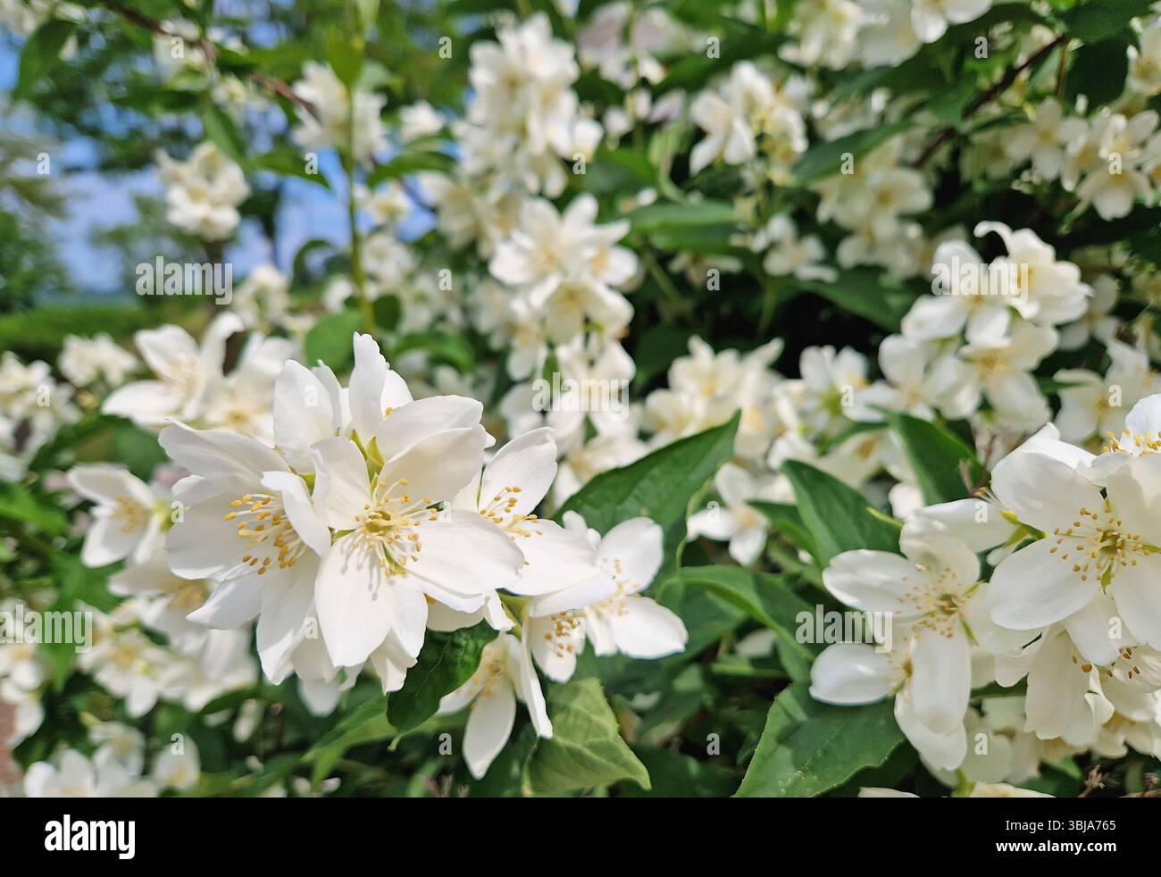 Dichte Ansammlung von Mock Orange-Blüten, zarte weiße Blüten mit duftenden hellgelben Staubblättern. Üppig grüne Blätter sind zwischen den Profus durchsetzt Stockfoto