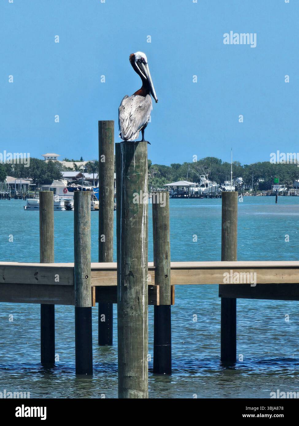 Brauner Pelikan, Pelecanus occidentalis, auf einem Holzstapel, New Smyrna Beach, Florida - Smartphone-aufgenommenes Stockfoto