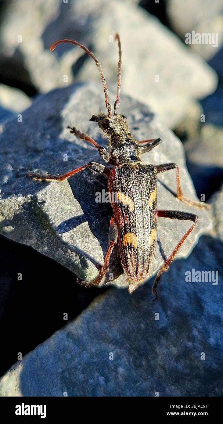 Zwei Bands Longhorn Käfer auf der Isle of Mull, Schottland Stockfoto