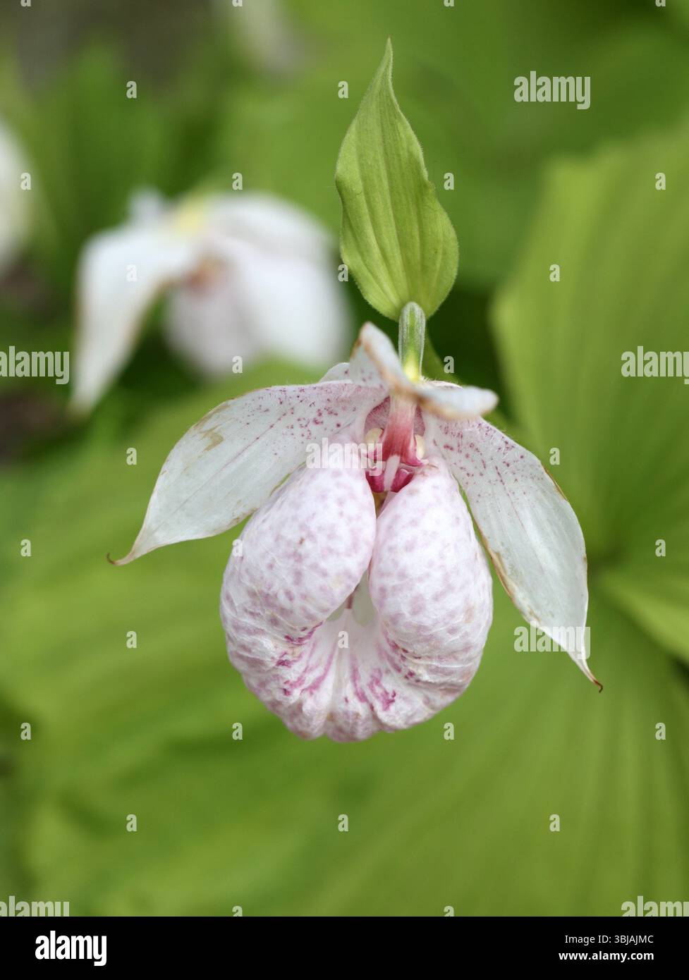 Formosa's Lady's Slipper, Cypripedium formosanum, Orchidaceae, Taiwan, Asien. Stockfoto