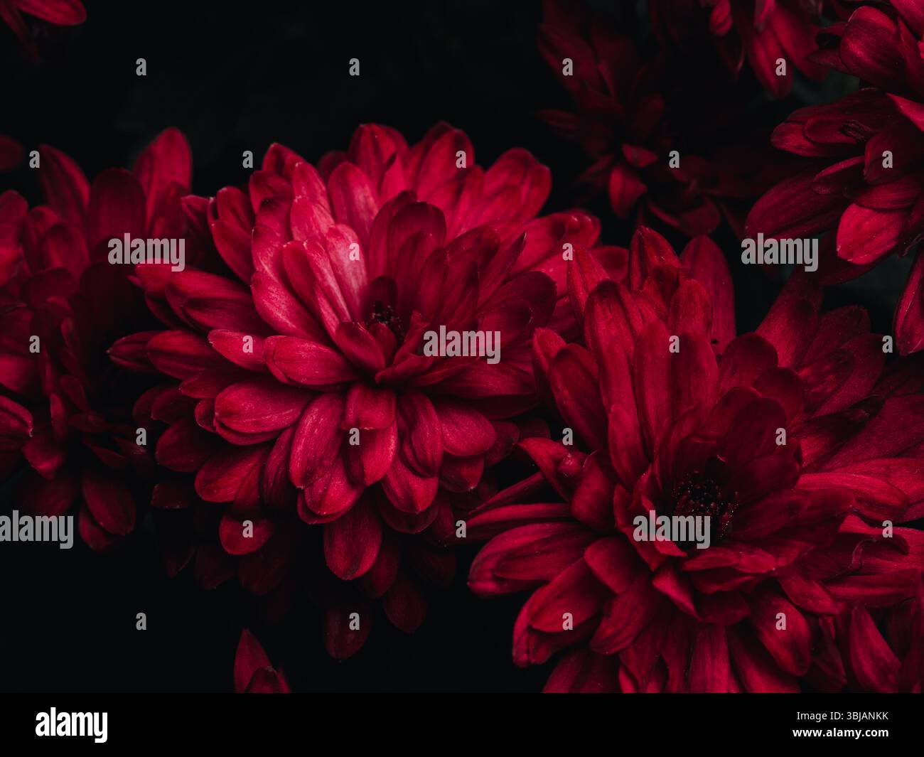 Dunkelrote Chrysanthemen in voller Blüte, die die Schönheit der lebendigen Farben der Natur einfangen. Die samtigen Blütenblätter erzeugen eine reichhaltige Textur, die ein Gefühl von Lux weckt Stockfoto