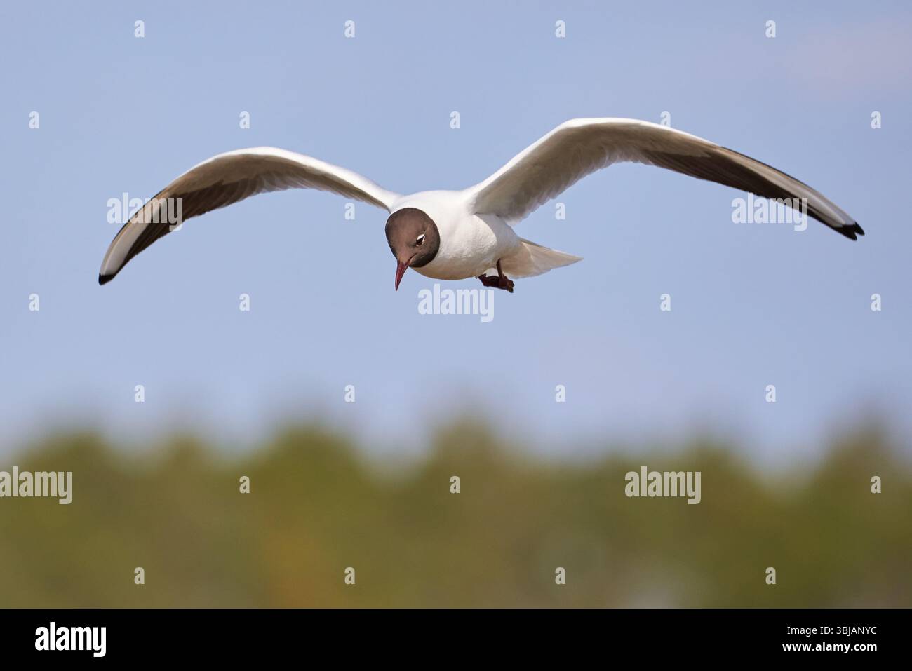 Lachmöwe im Flug (Chroicocephalus Ridibundus) Stockfoto
