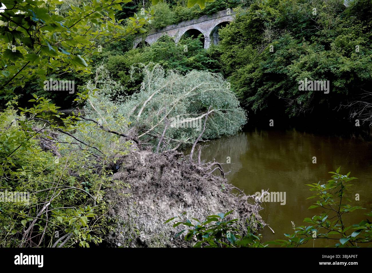 Gefallene Weidenbäume blockieren den Fluss Severn Stockfoto