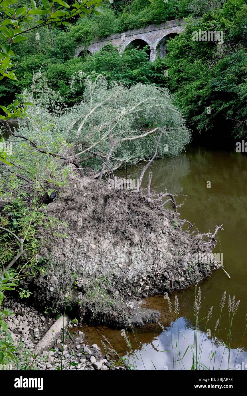 Gefallene Weidenbäume blockieren den Fluss Severn Stockfoto