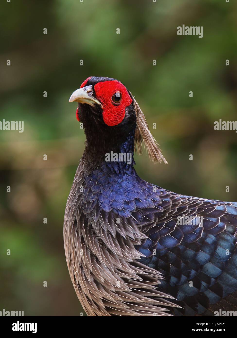 Kalij Fasan - männlich, Kalij ist ein Fasan, der in Wäldern und Dickicht, insbesondere in den Ausläufern des Himalaya, vorkommt. Stockfoto