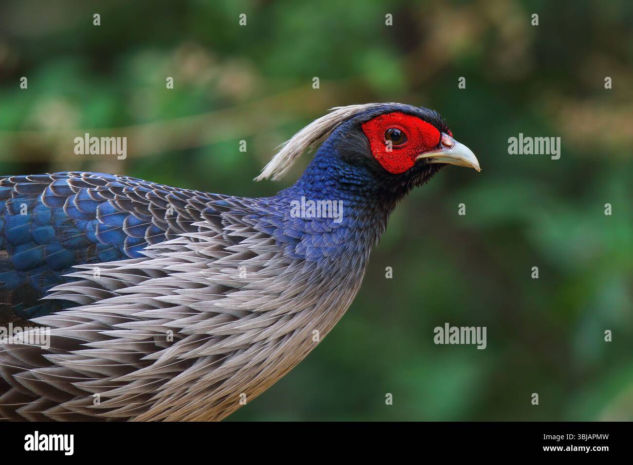 Kalij Fasan - männlich, Kalij ist ein Fasan, der in Wäldern und Dickicht, insbesondere in den Ausläufern des Himalaya, vorkommt. Stockfoto