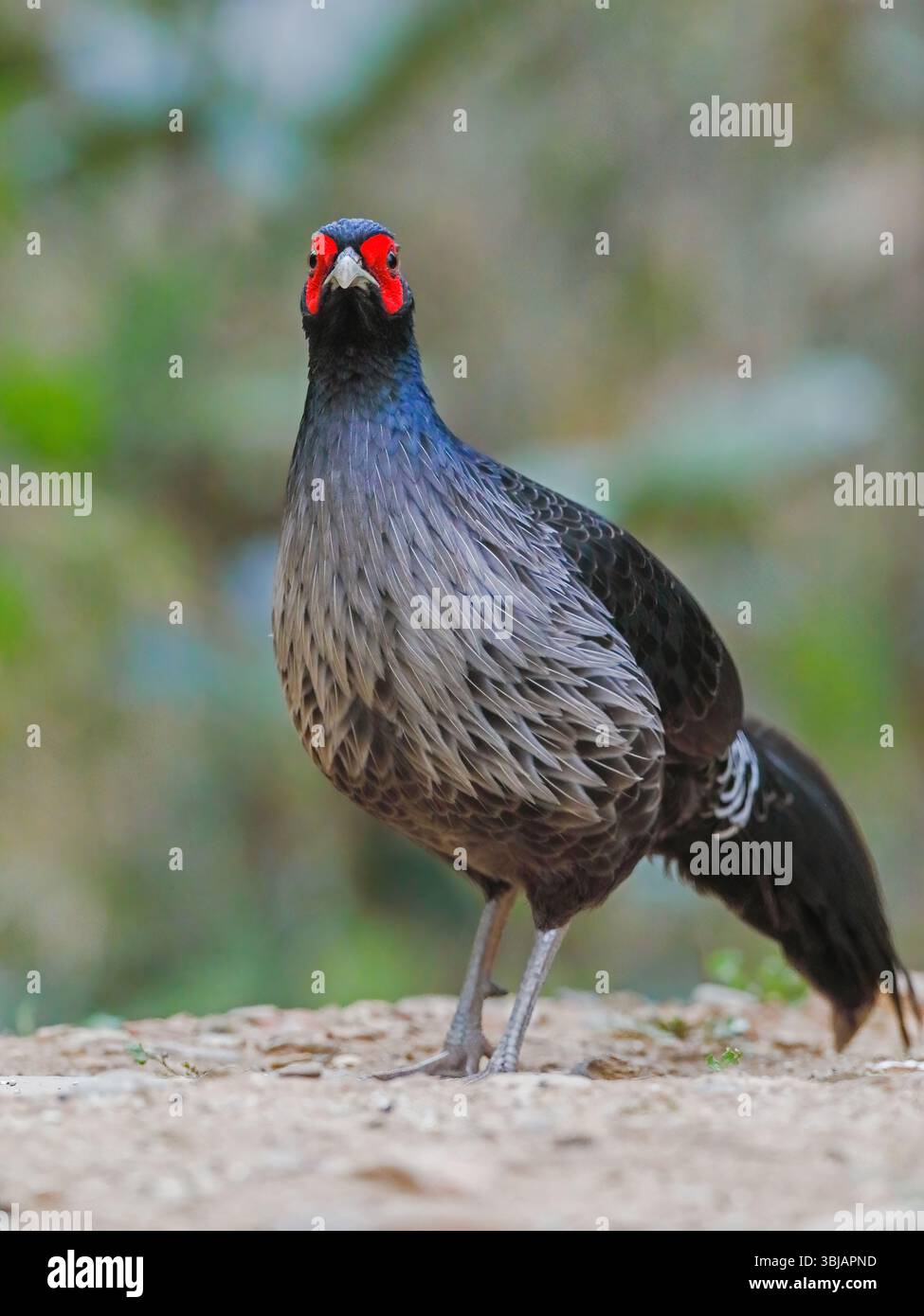 Kalij Fasan - männlich, Kalij ist ein Fasan, der in Wäldern und Dickicht, insbesondere in den Ausläufern des Himalaya, vorkommt. Stockfoto