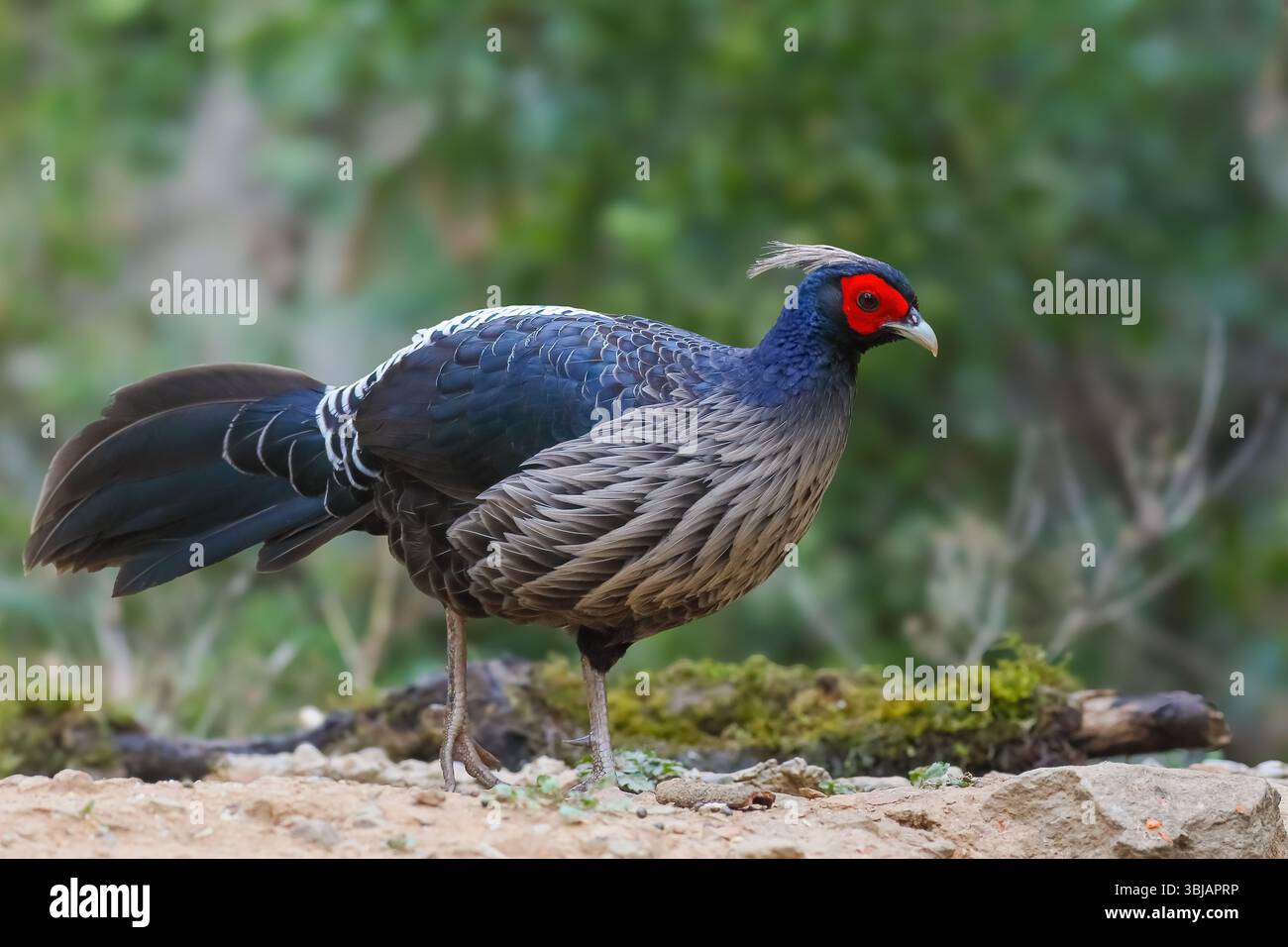 Kalij Fasan - männlich, Kalij ist ein Fasan, der in Wäldern und Dickicht, insbesondere in den Ausläufern des Himalaya, vorkommt. Stockfoto