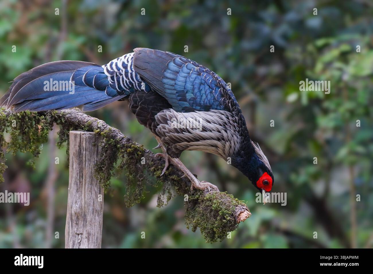 Kalij Fasan - männlich, Kalij ist ein Fasan, der in Wäldern und Dickicht, insbesondere in den Ausläufern des Himalaya, vorkommt. Stockfoto