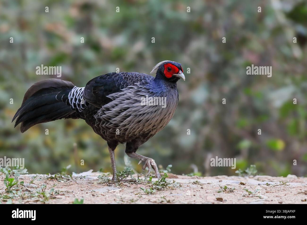 Kalij Fasan - männlich, Kalij ist ein Fasan, der in Wäldern und Dickicht, insbesondere in den Ausläufern des Himalaya, vorkommt. Stockfoto