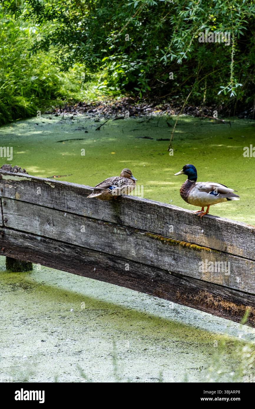 Zwei Enten sitzen auf dünnen Holzlatten, die über einen See führen Stockfoto