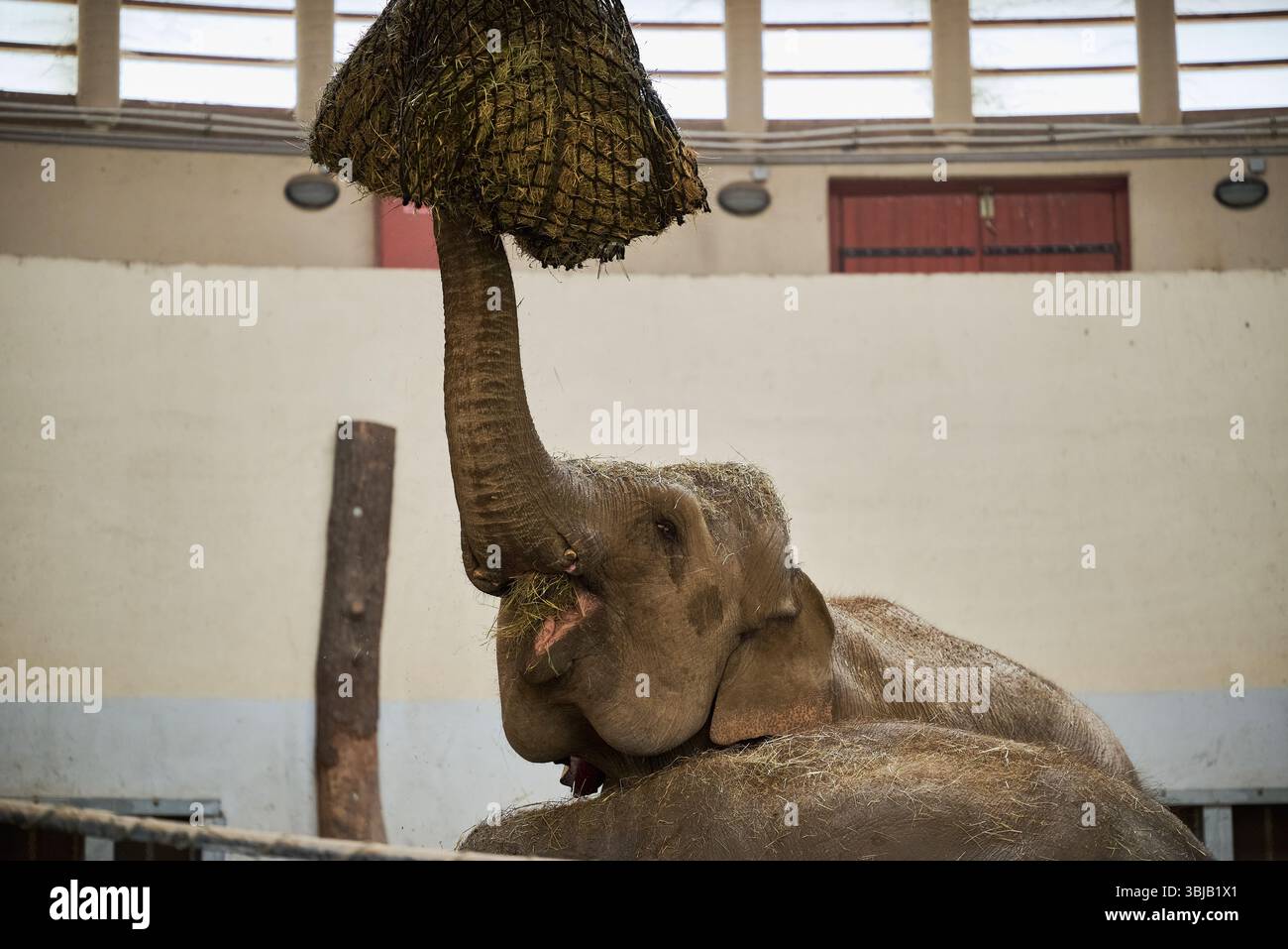 Der asiatische Elefant (Elephas maximus) mit Baby-Elefant Stockfoto