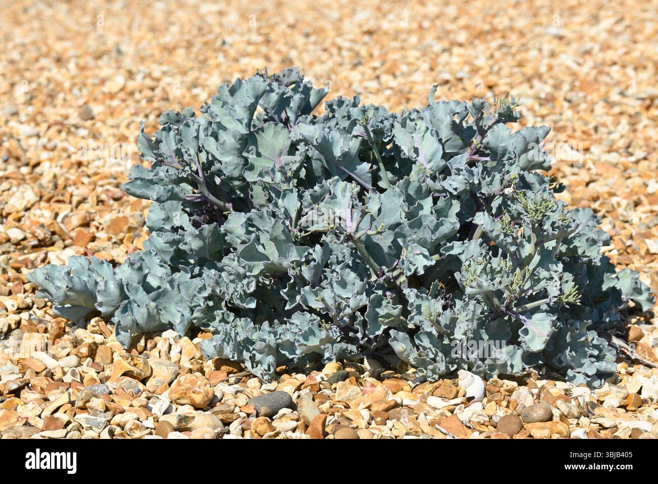 Blaues / grünes Laub von Crambe maritima / Meerkohl am Kieselstrand in Großbritannien Mai Stockfoto