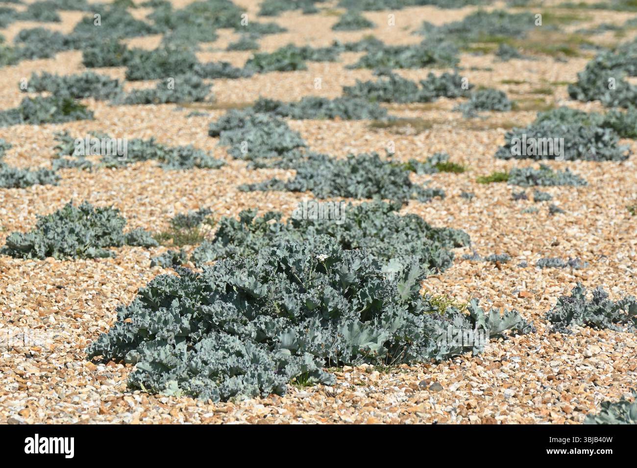 Blaues / grünes Laub von Crambe maritima / Meerkohl am Kieselstrand in Großbritannien Mai Stockfoto