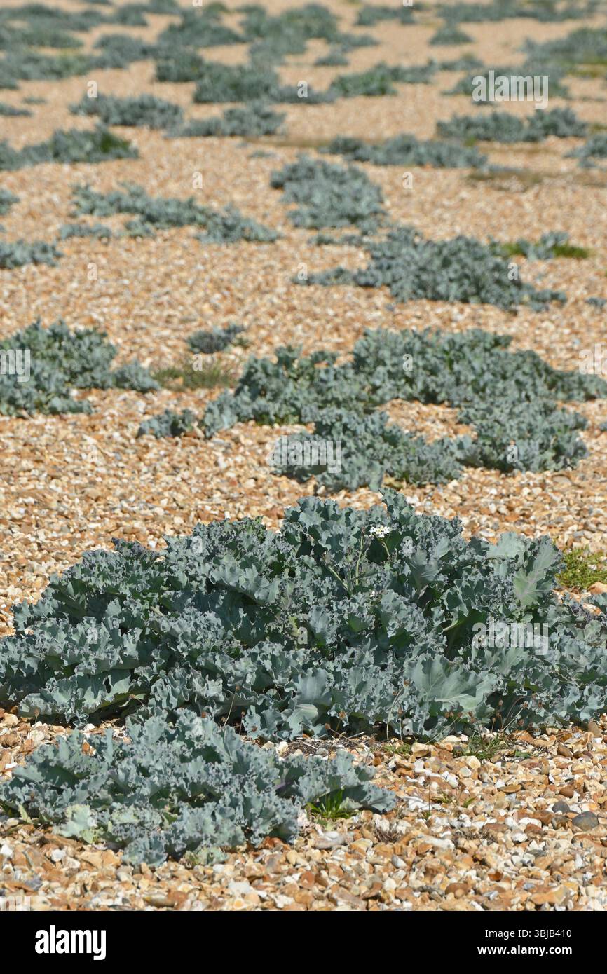 Blaues / grünes Laub von Crambe maritima / Meerkohl am Kieselstrand in Großbritannien Mai Stockfoto