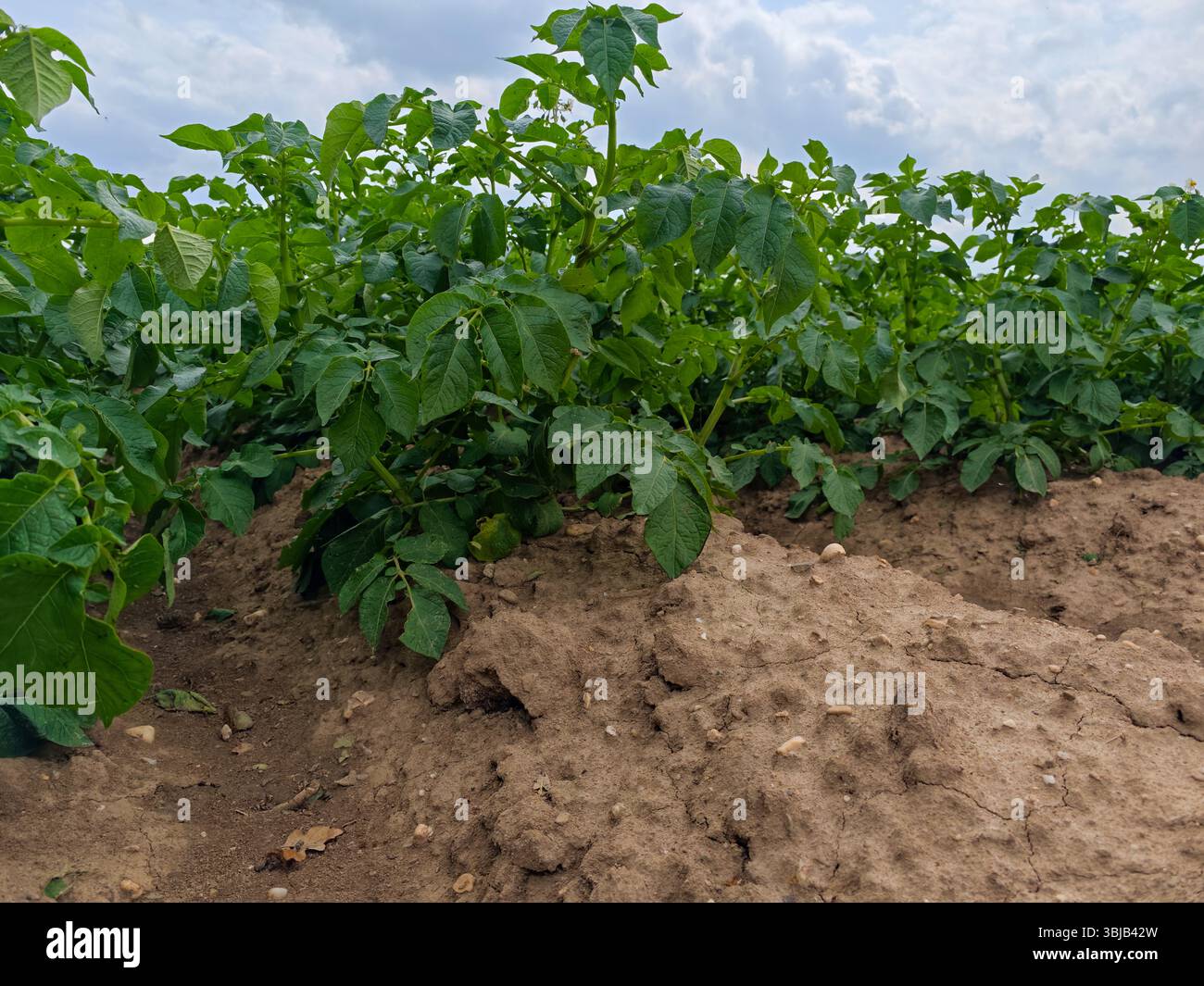 Reihen blühender Kartoffelpflanzen werden in einem reichen, erdigen Feld gesehen. Der bewölkte Himmel bildet eine dramatische Kulisse und schafft eine perfekte Anbauumgebung Stockfoto