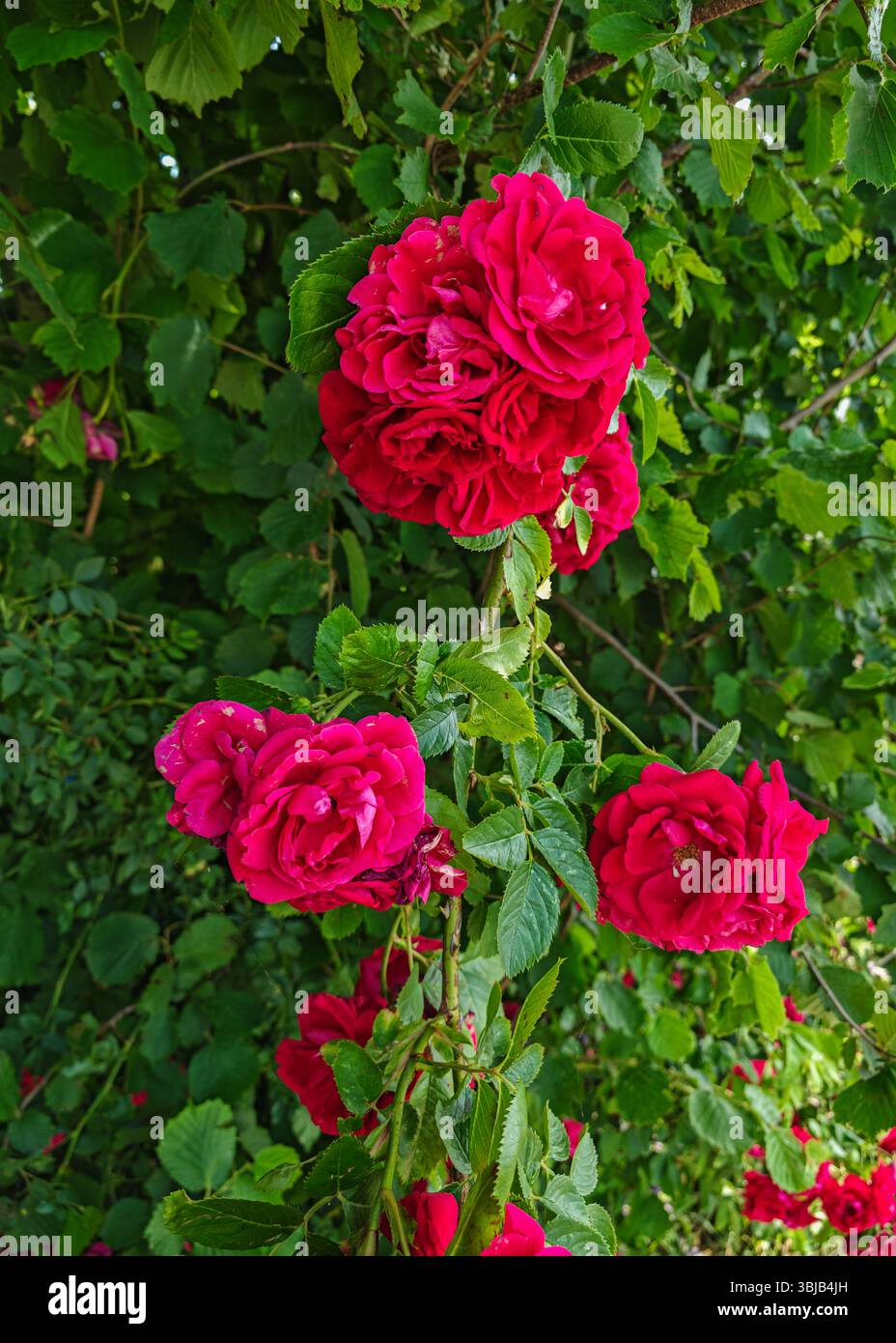 Wunderschöne, leuchtende rote Rosen blühen in einer üppigen grünen natürlichen Umgebung und zeigen die Schönheit der Natur und die Eleganz der Blumenarrangements. Stockfoto