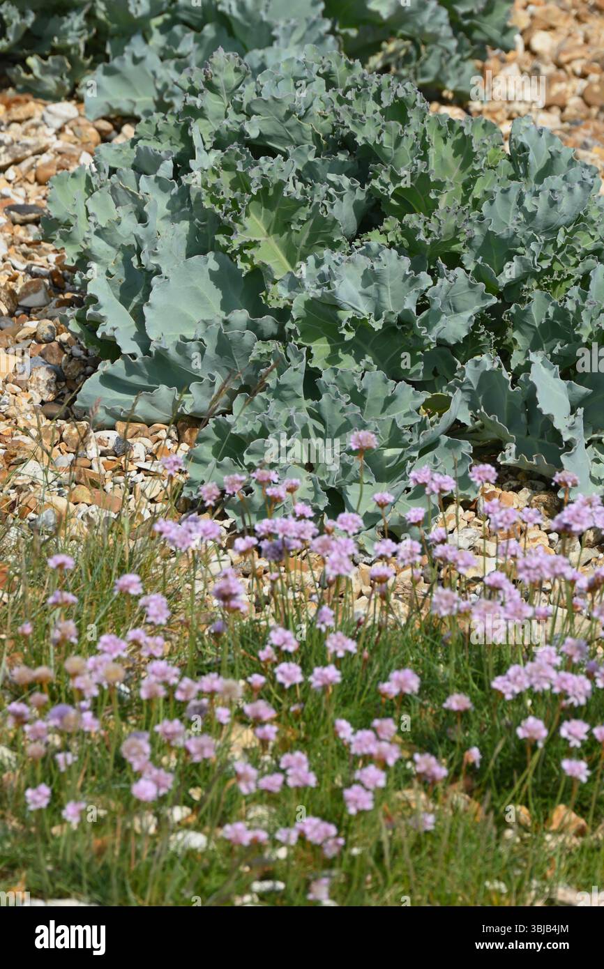 Blaues / grünes Laub von Crambe maritima / Meerkohl und rosa Flowrers von Blumen von Sea thrift oder Armeria maritima am Kieselstrand in Großbritannien Mai Stockfoto