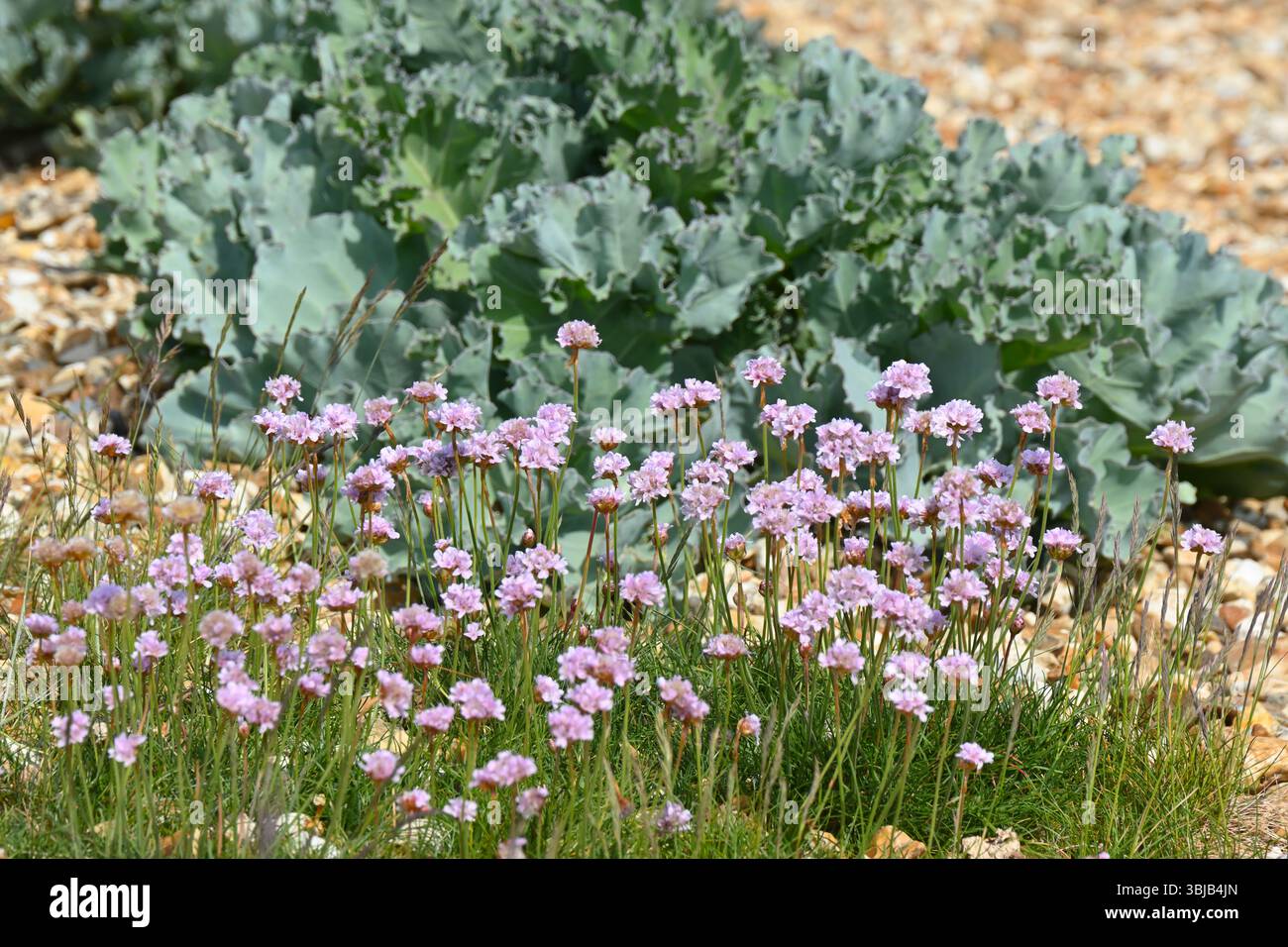 Blaues / grünes Laub von Crambe maritima / Meerkohl und rosa Flowrers von Blumen von Sea thrift oder Armeria maritima am Kieselstrand in Großbritannien Mai Stockfoto