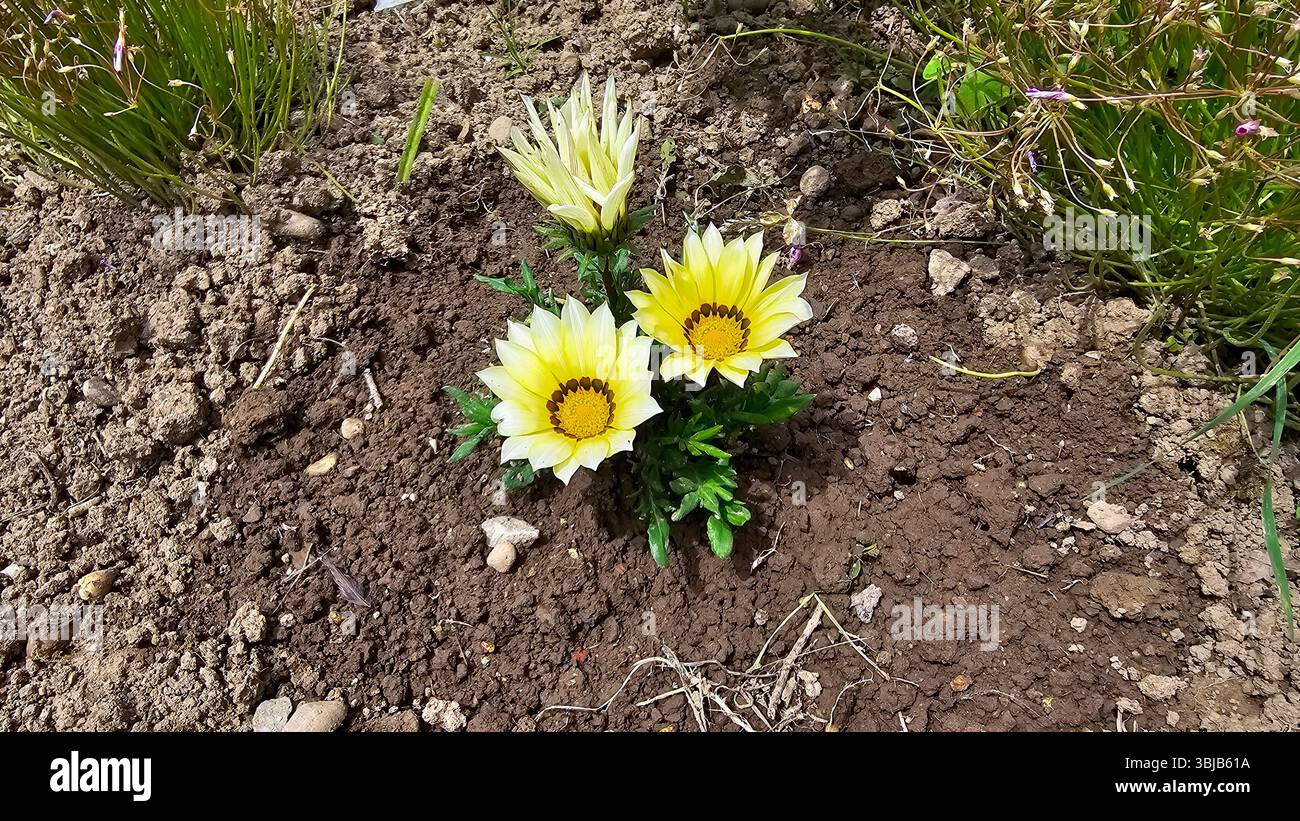 Gazania Gazania rigens, Schatzblume oder afrikanische Gänseblümchen, zeigt zwei offene gelbe Blüten mit dunklen Zentren und eine geschlossene Knospe, die tief in lose wächst Stockfoto