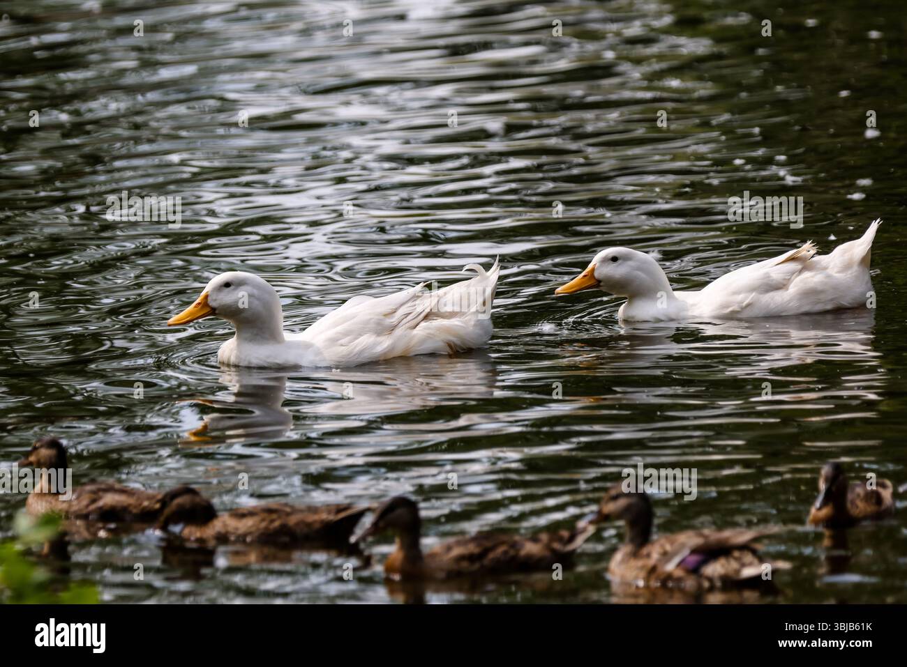 Pekin Enten in Coaldale Alberta Stockfoto