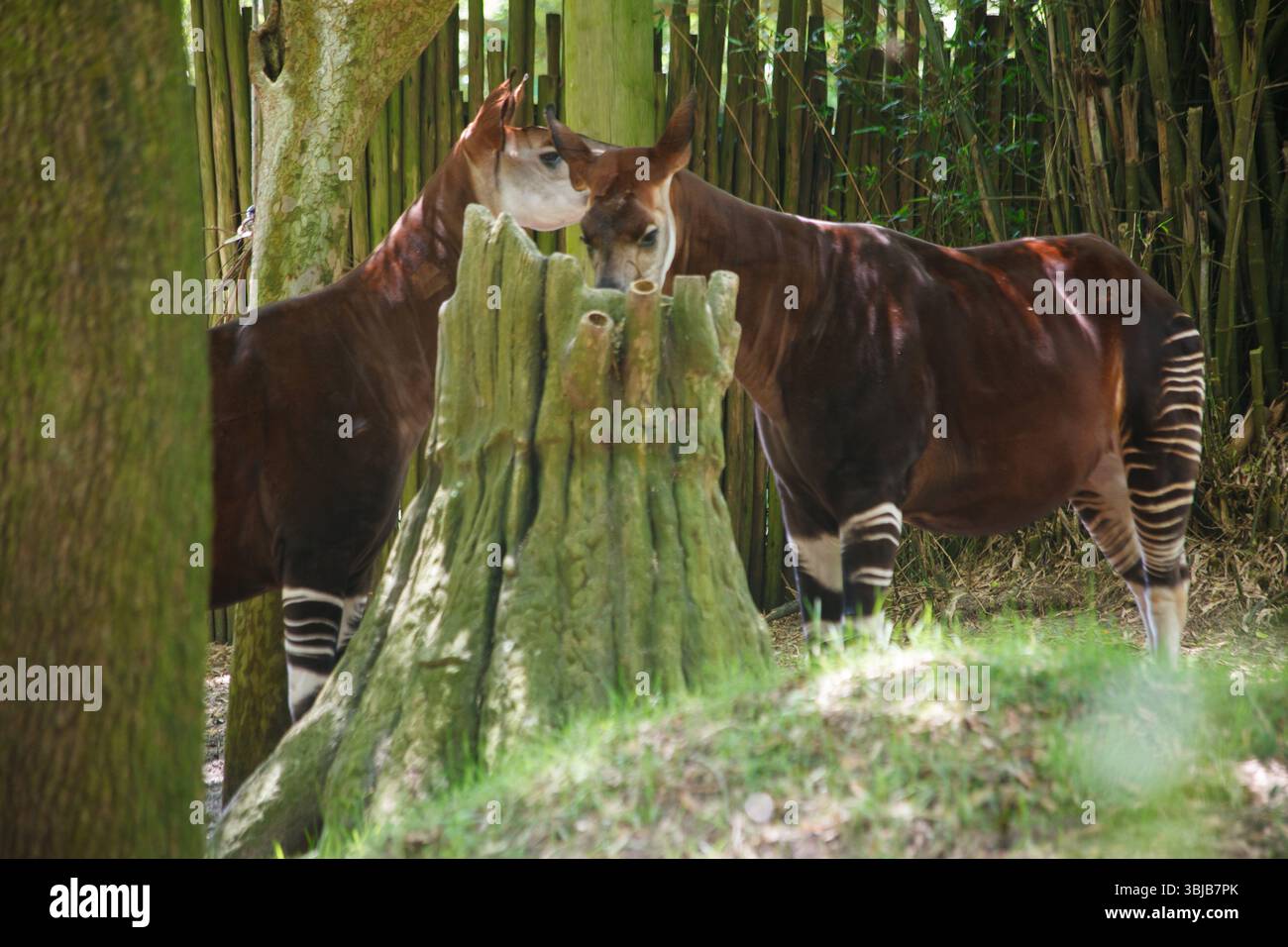 Zwei Okapis in, Animal Kingdom, Disney World, Bay Lake, Florida, Usa Stockfoto