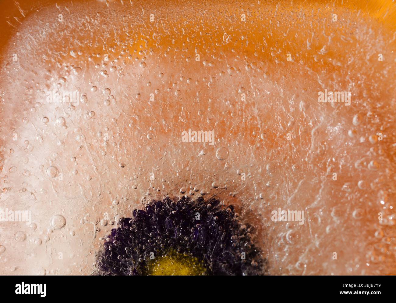 Pflanzen, die innerhalb eines Eisblocks gefroren sind, Luftblasenstruktur Stockfoto