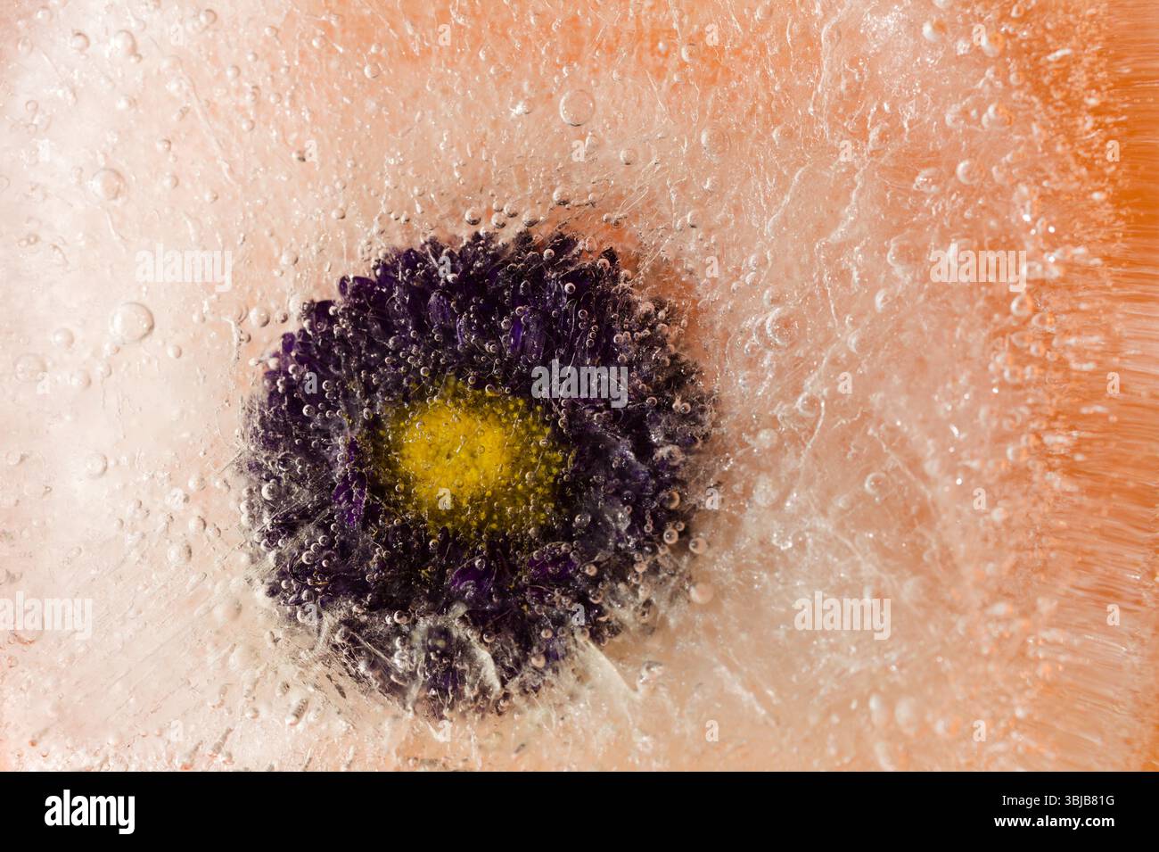 Pflanzen, die innerhalb eines Eisblocks gefroren sind, Luftblasenstruktur Stockfoto