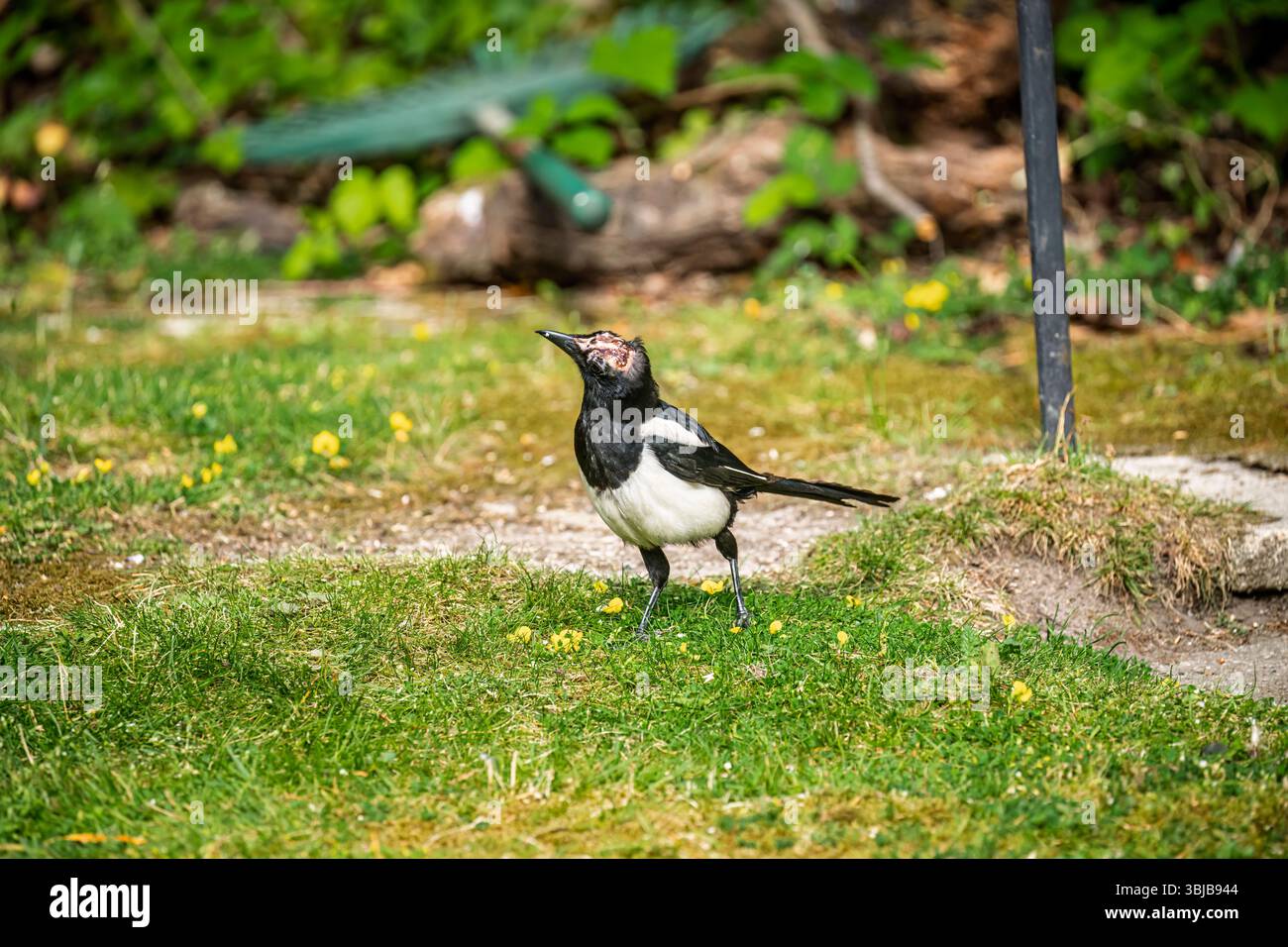 Eine Elster (Pica pica) steht in einem Garten in Surrey, Südosten Englands. Der Vogel hatte eine rohe Wunde oder Verletzung auf seinem Kopf. Stockfoto