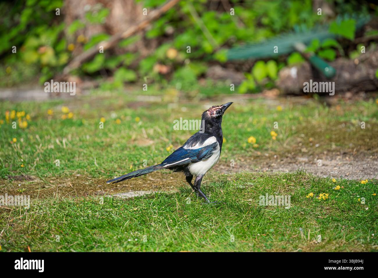 Eine Elster (Pica pica) steht in einem Garten in Surrey, Südosten Englands. Der Vogel hatte eine rohe Wunde oder Verletzung auf seinem Kopf. Stockfoto