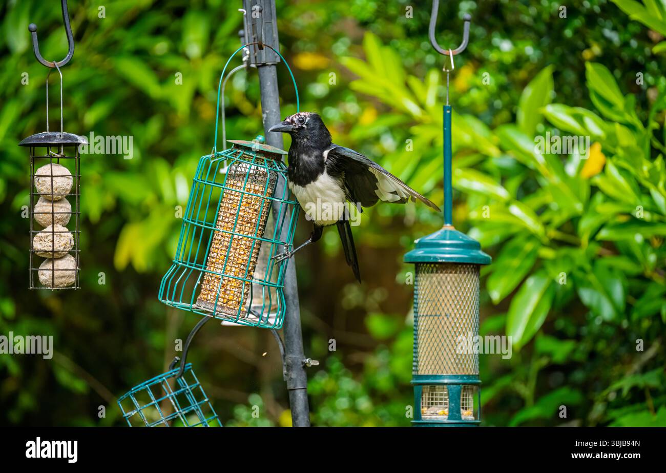 Eine gewöhnliche Elster (Pica pica) ernährt sich an einem Vogelfutterhäuschen in einem Garten in Surrey, Südosten Englands. Es hat eine raue Wunde oder Verletzung auf dem Kopf. Stockfoto