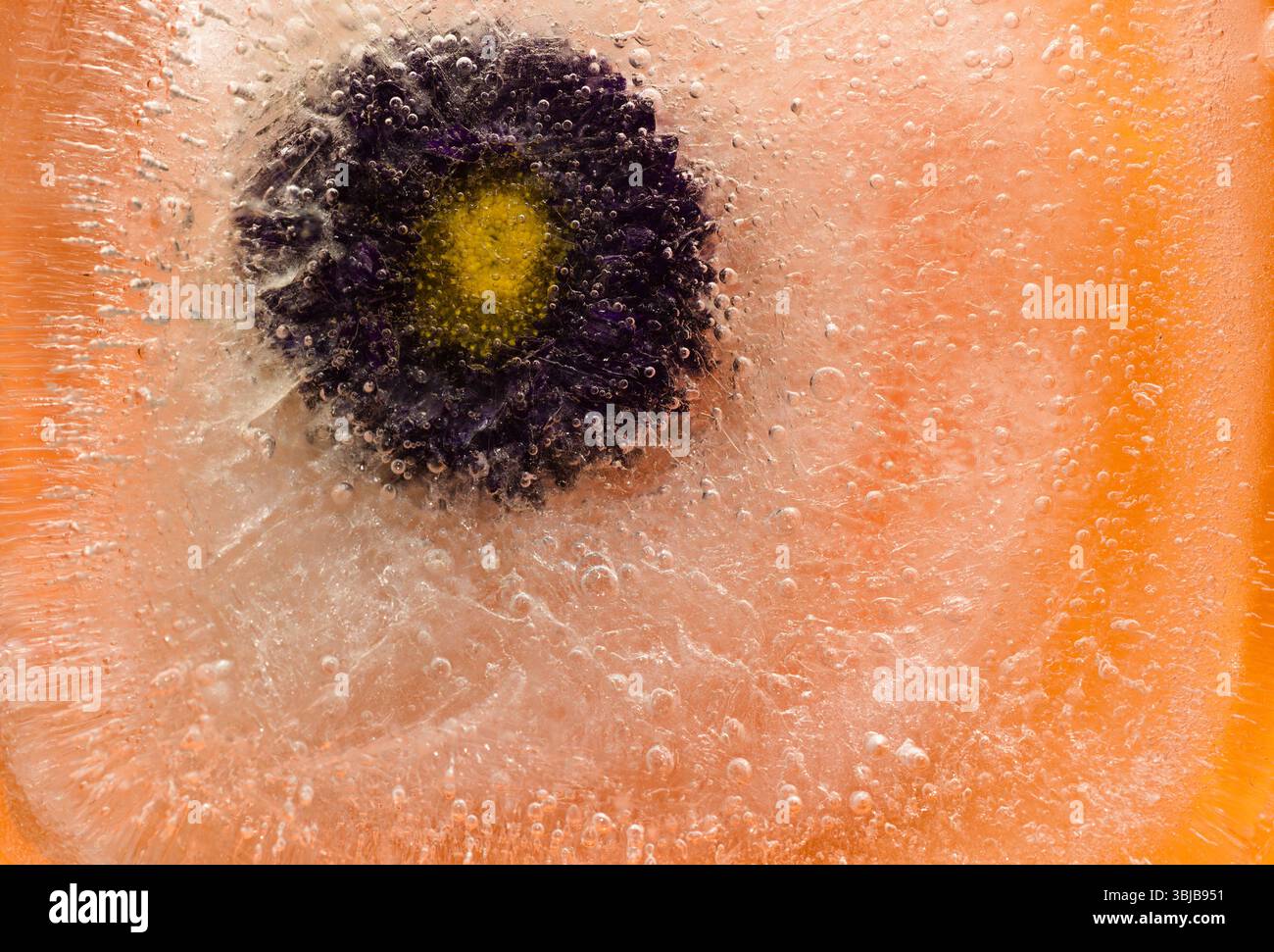 Pflanzen, die innerhalb eines Eisblocks gefroren sind, Luftblasenstruktur Stockfoto