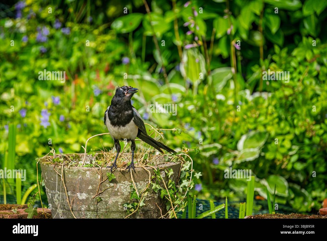Eine gewöhnliche Elster (Pica pica) thront auf einem Topf in einem Garten in Surrey, Südostengland. Der Vogel hatte eine rohe Wunde oder Verletzung auf seinem Kopf. Stockfoto