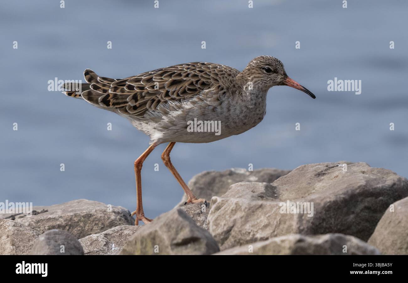 Ruff Stockfoto