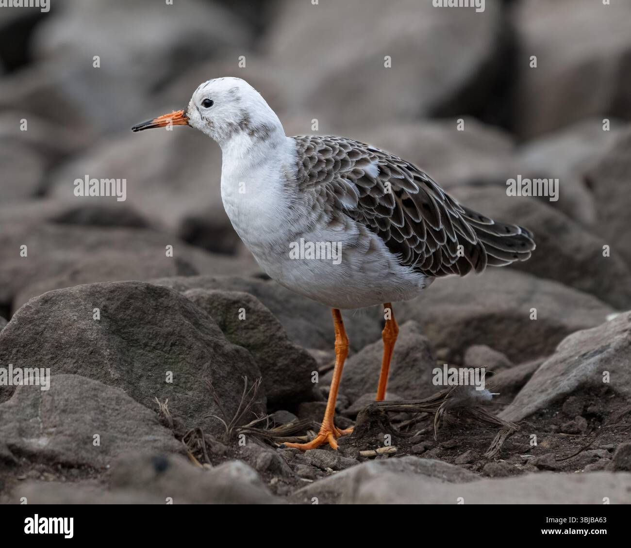 Ruff Stockfoto