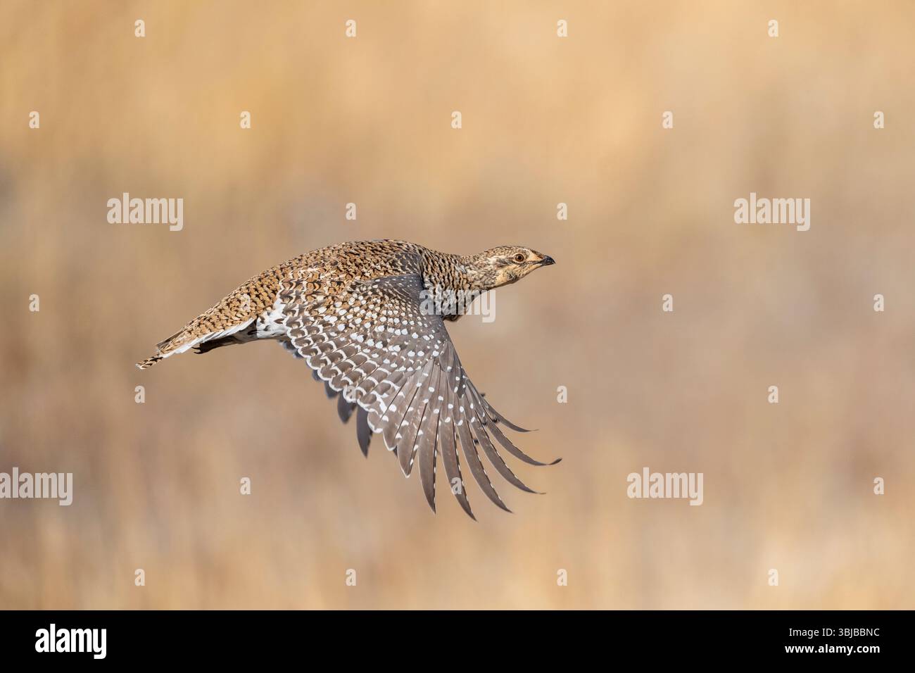 Elbhühner (Tympanuchus phasianellus) Fliegen, Feuerhühner, West- und Nordwest-Nordamerika, von Dominique Braud/Dembinsky Photo Assoc Stockfoto Elbhühner (Tympanuchus phasianellus) Fliegen, Feuerhühner, West- und Nordwest-Nordamerika, von Dominique Braud/Dembinsky Photo Assoc Stockfoto