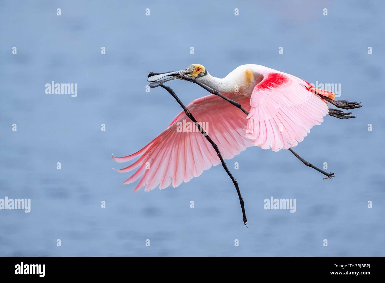 Rosenlöffelschnabel (Platalea ajaja) im Flug, mit Nestmaterial nach Florida, USA, von Dominique Braud/Dembinsky Photo Assoc Stockfoto