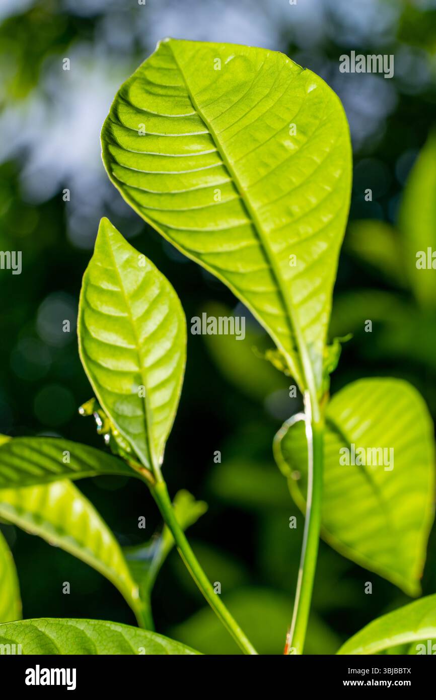 Grünes Blatt beleuchtet mit Sonne und einer Mischung aus Blitz Stockfoto