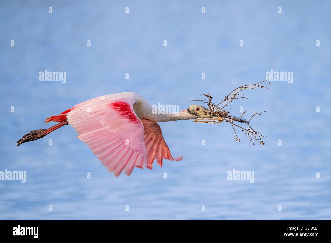 Rosenlöffelschnabel (Platalea ajaja) im Flug, mit Nestmaterial nach Florida, USA, von Dominique Braud/Dembinsky Photo Assoc Stockfoto