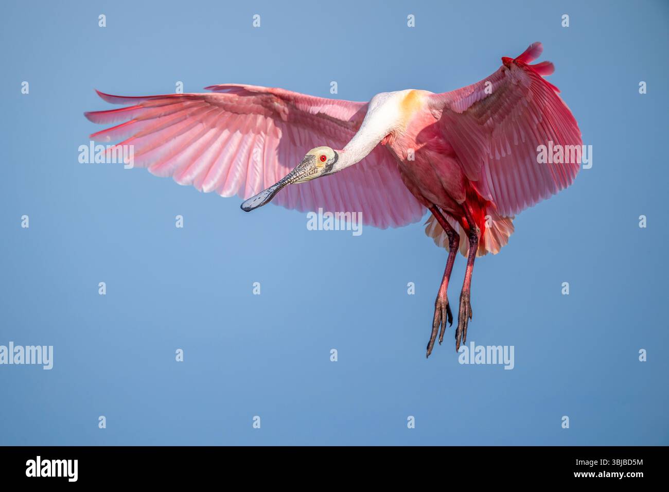 Rosenlöffelschnabel (Platalea ajaja), kurz vor der Landung, im Flug, von Dominique Braud/Dembinsky Photo Assoc Stockfoto Rosenlöffelschnabel (Platalea ajaja), kurz vor der Landung, im Flug, von Dominique Braud/Dembinsky Photo Assoc Stockfoto