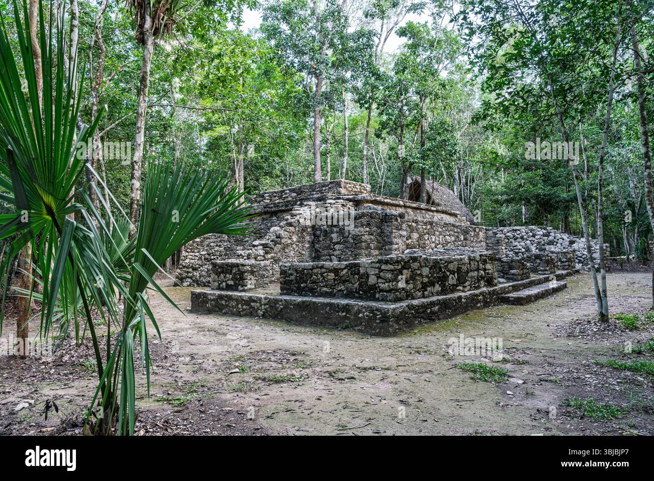 Alte Maya-Stelen und zeremonielle Strukturen der Macanxoc-Gruppe mit komplizierten Schnitzereien an der Ausgrabungsstätte Coba auf der mexikanischen Halbinsel Yucatan. Stockfoto