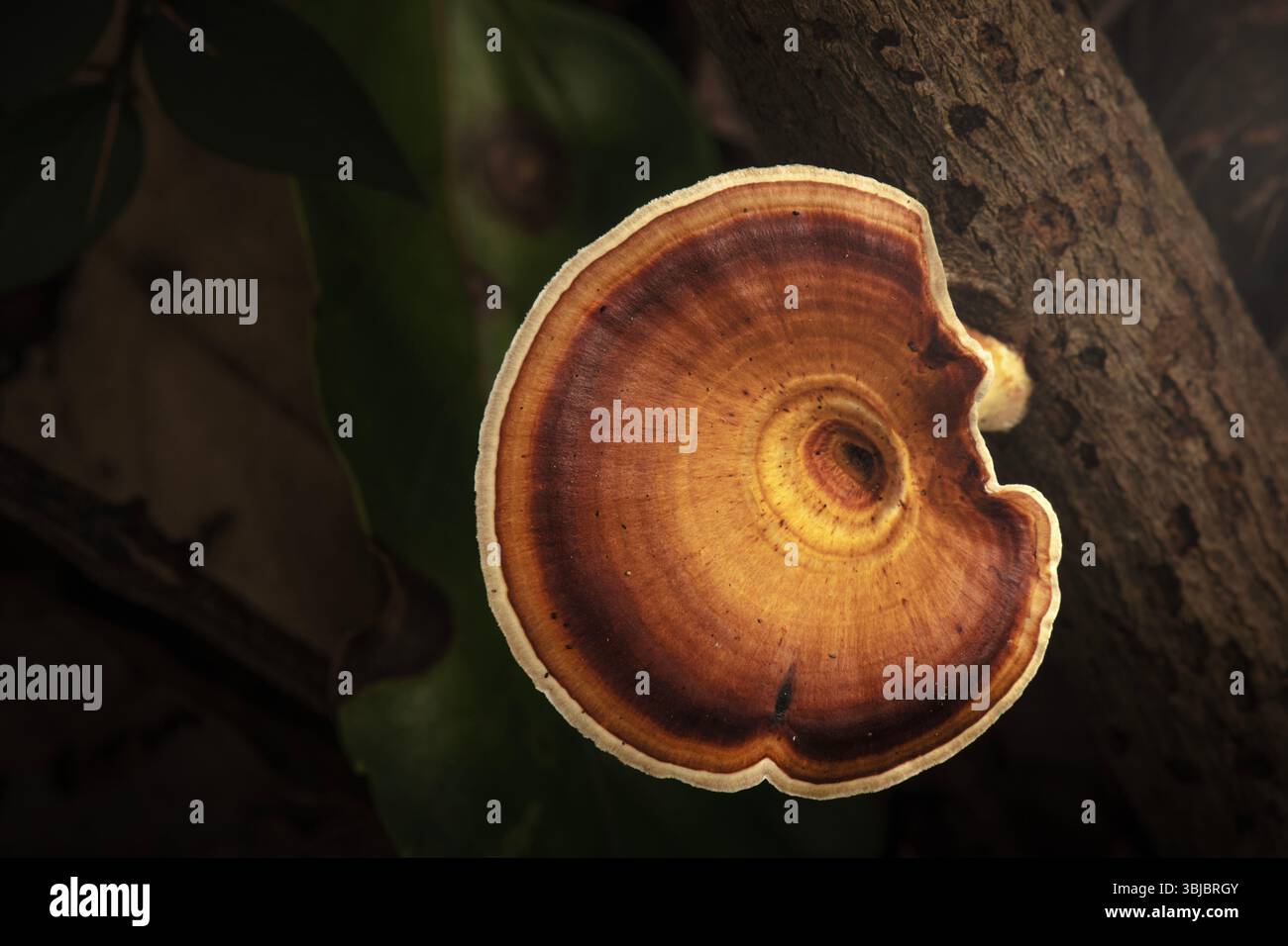 Pilzart Microporus xanthopus, auch bekannt als die gelbfüßige Mikropore Stockfoto