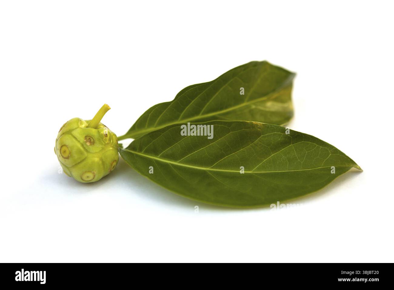 Noni-Frucht isoliert auf weißem Hintergrund. Immunity Booster.Antioxidans Stockfoto