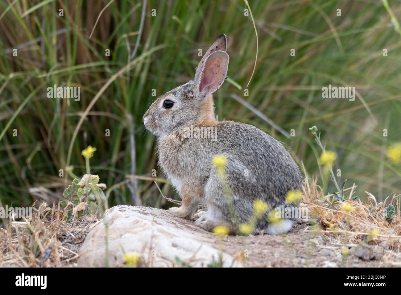 Baumwoll-Schwanz-Kaninchen Halten Sie auf Gefahren Ausschau, während Sie sich auf dem Wanderweg bewegen. Stockfoto
